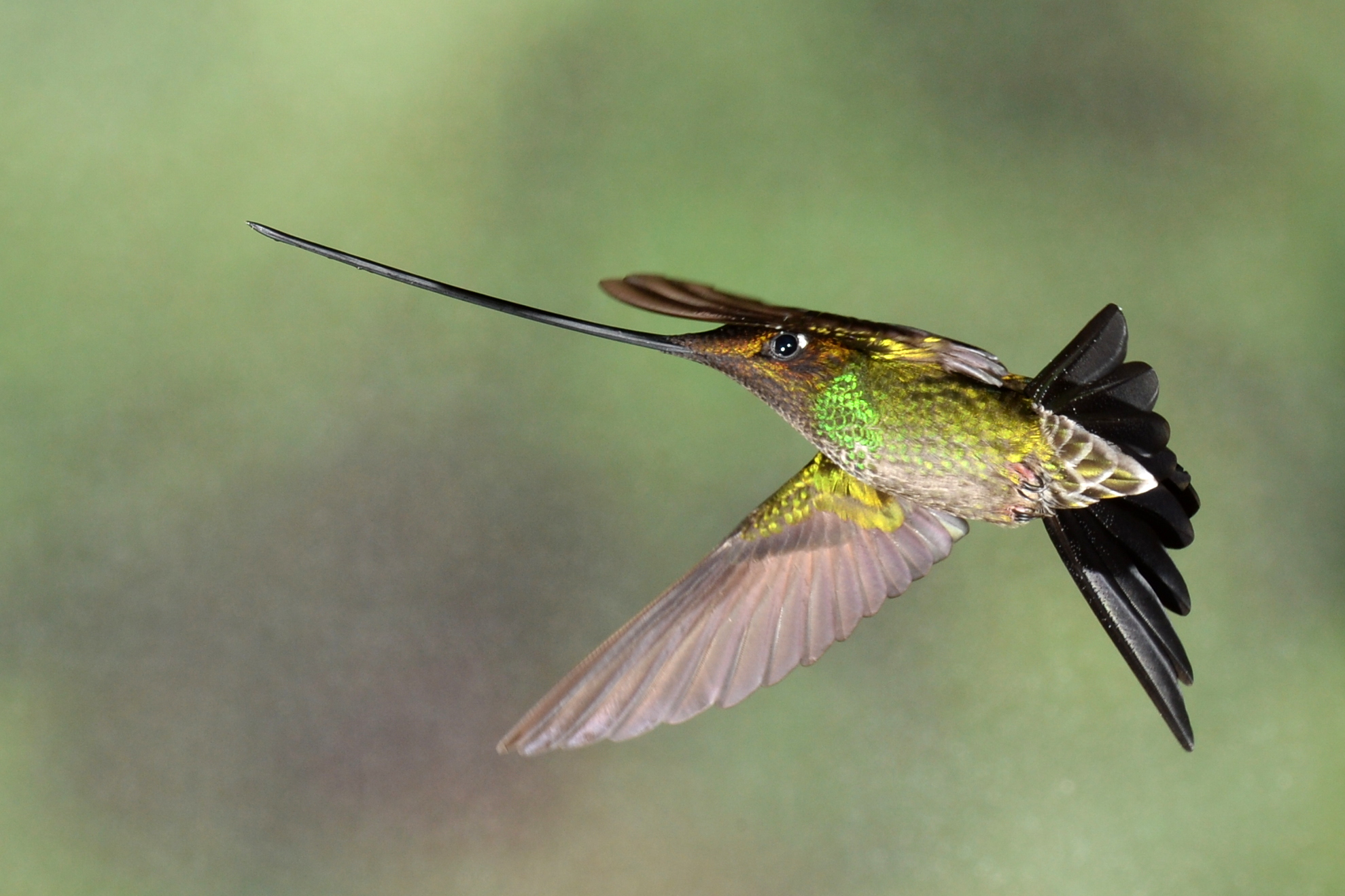 hummingbard  ko-boy152  「ハミングバード」 ハミングバード - Amazon.com Music